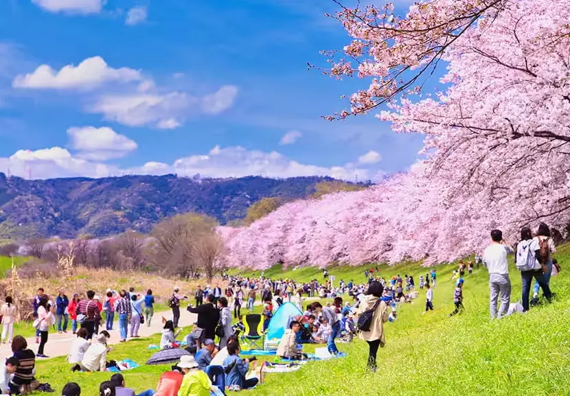 cherry blossom viewing guide