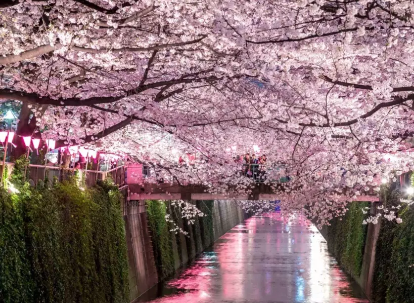 cherry blossom viewing guide