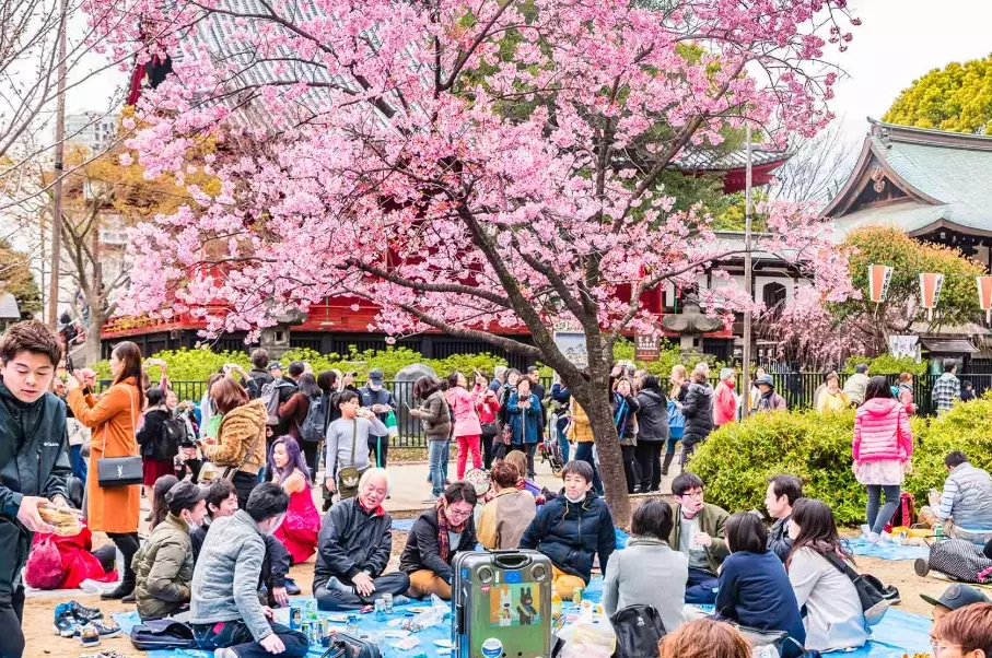 best cherry blossom spots