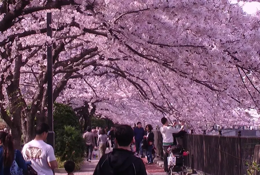 best cherry blossom spots Japan