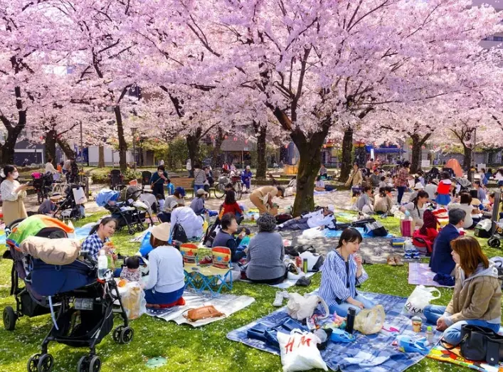 Japan sakura forecast
