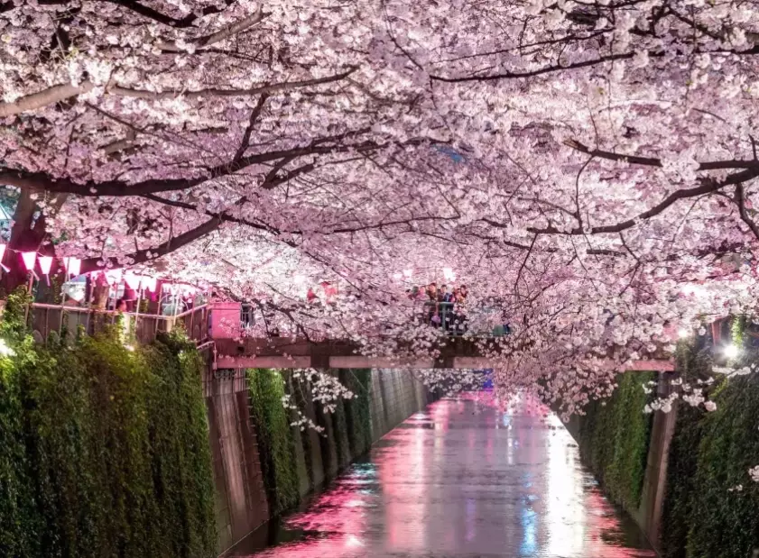Japan sakura forecast