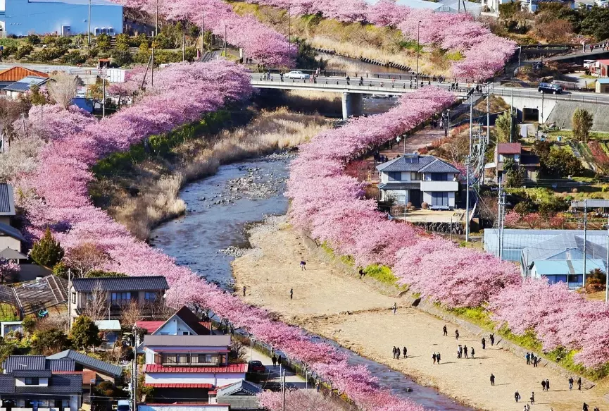 best places to see cherry blossoms