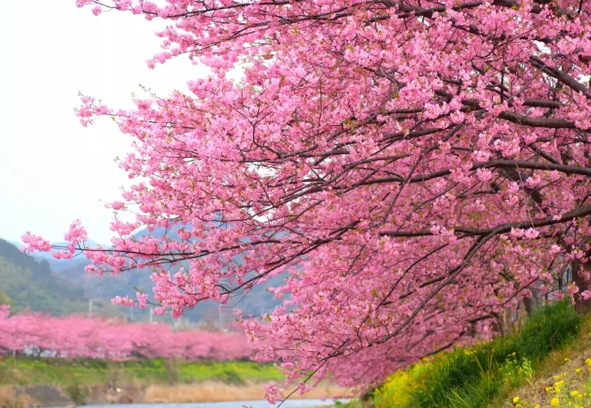 cherry blossom season dates cherry blossom season dates