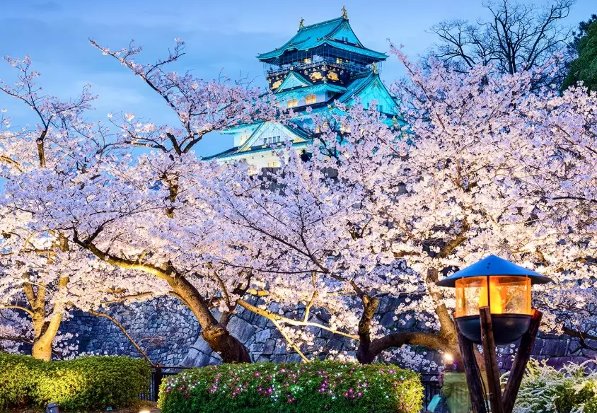 cherry blossom season dates cherry blossom season dates