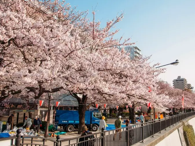 cherry blossom destinations