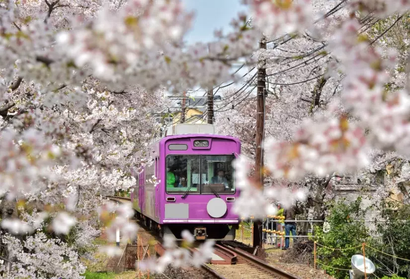 best places to see cherry blossoms