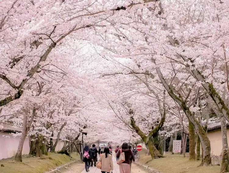 best time to see cherry blossoms in Japan