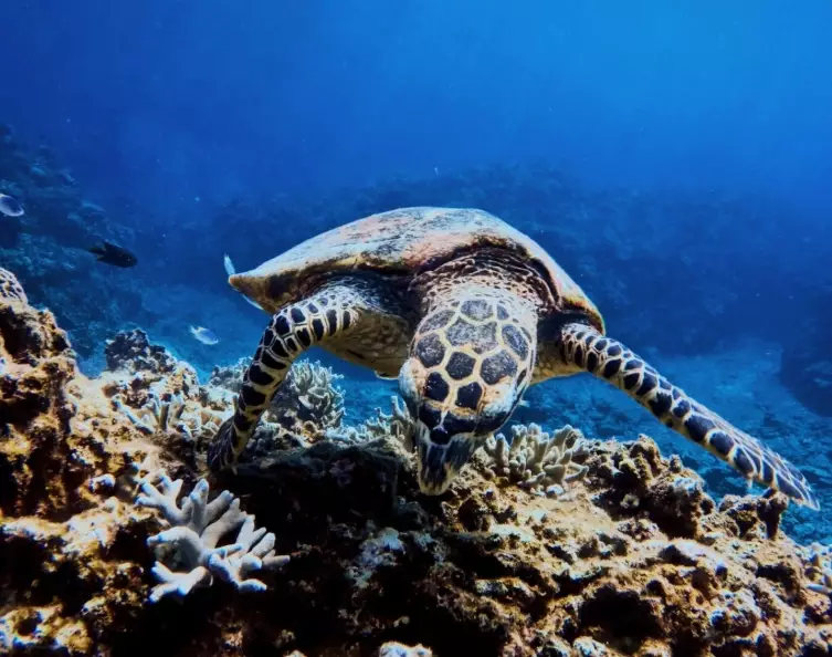 best dive sites Japan