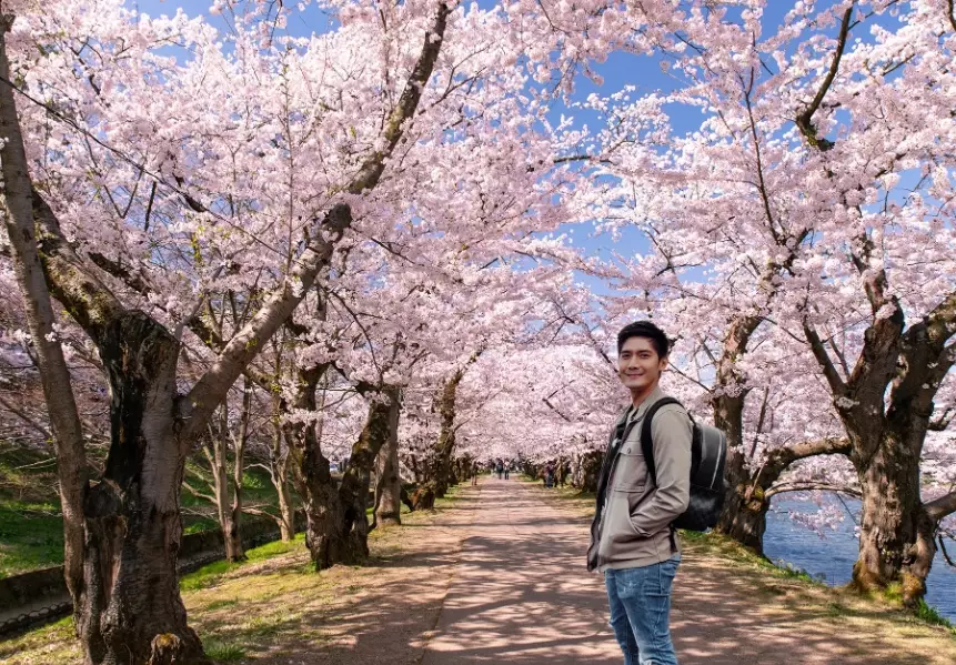 where to see sakura