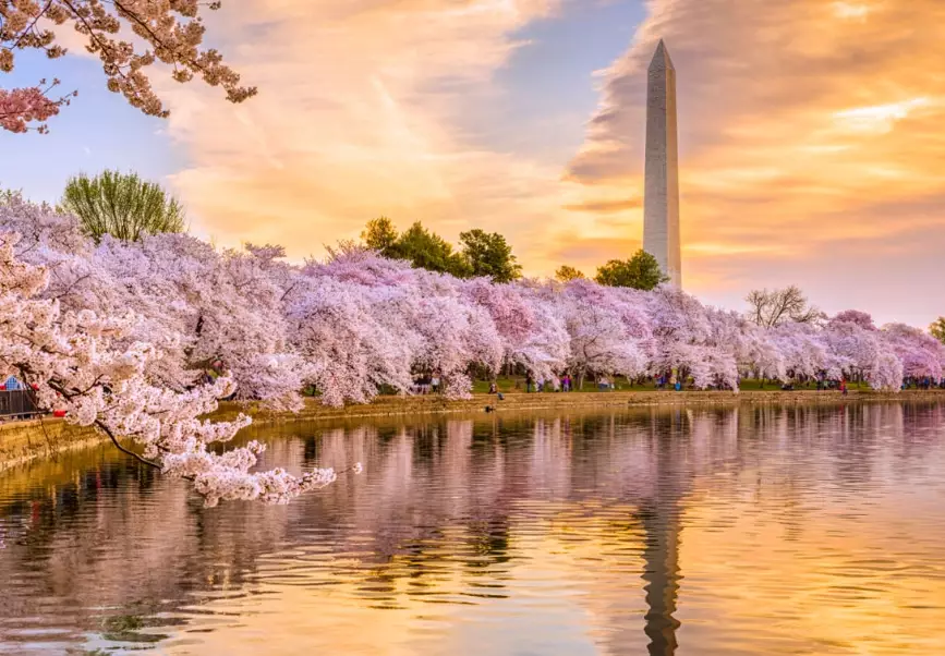cherry blossom viewing locations