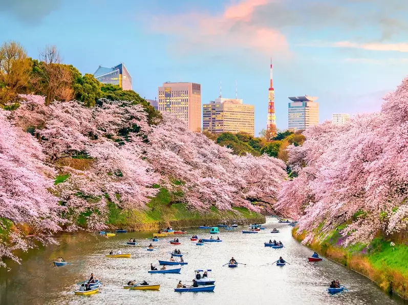 Japan cherry blossom forecast