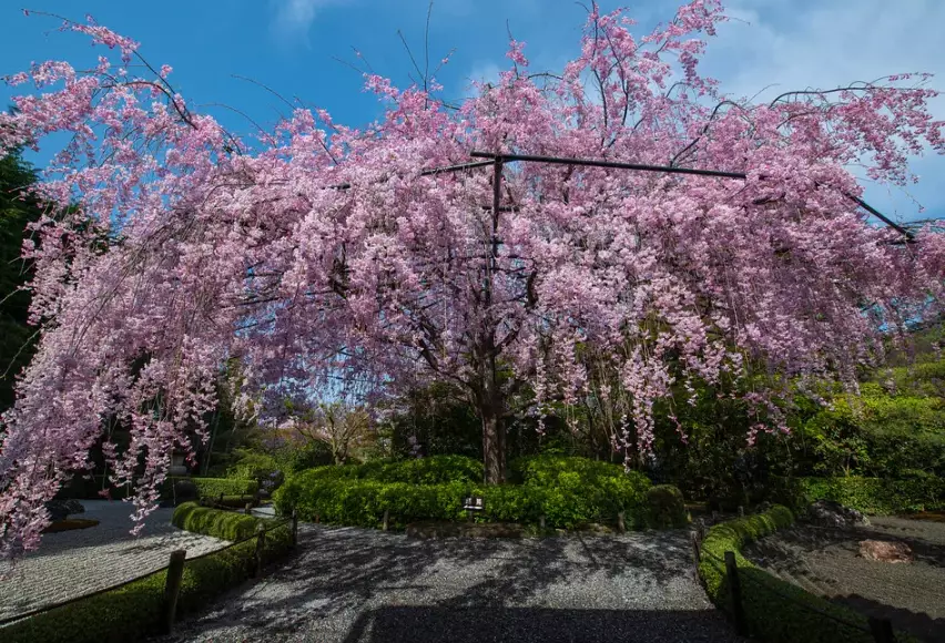 best time to visit Japan for cherry blossoms