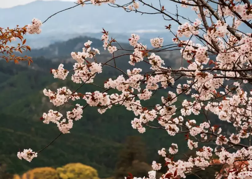 Tokyo Kyoto kids itinerary