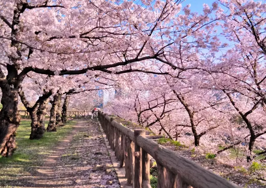 traveling to Japan alone