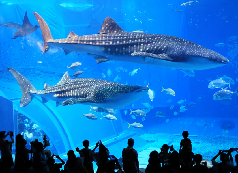 Tokyo Disneyland vacation package Tokyo Disneyland vacation package