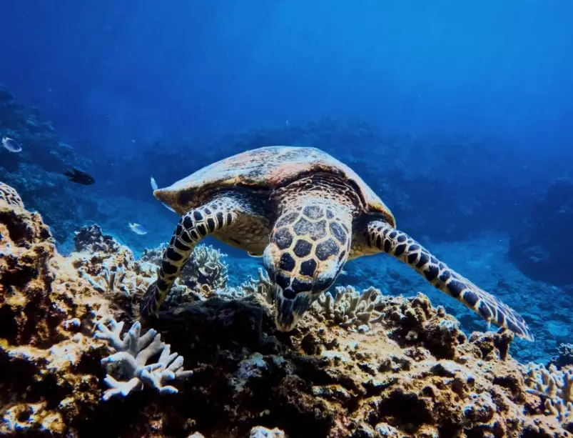 best scuba diving Japan